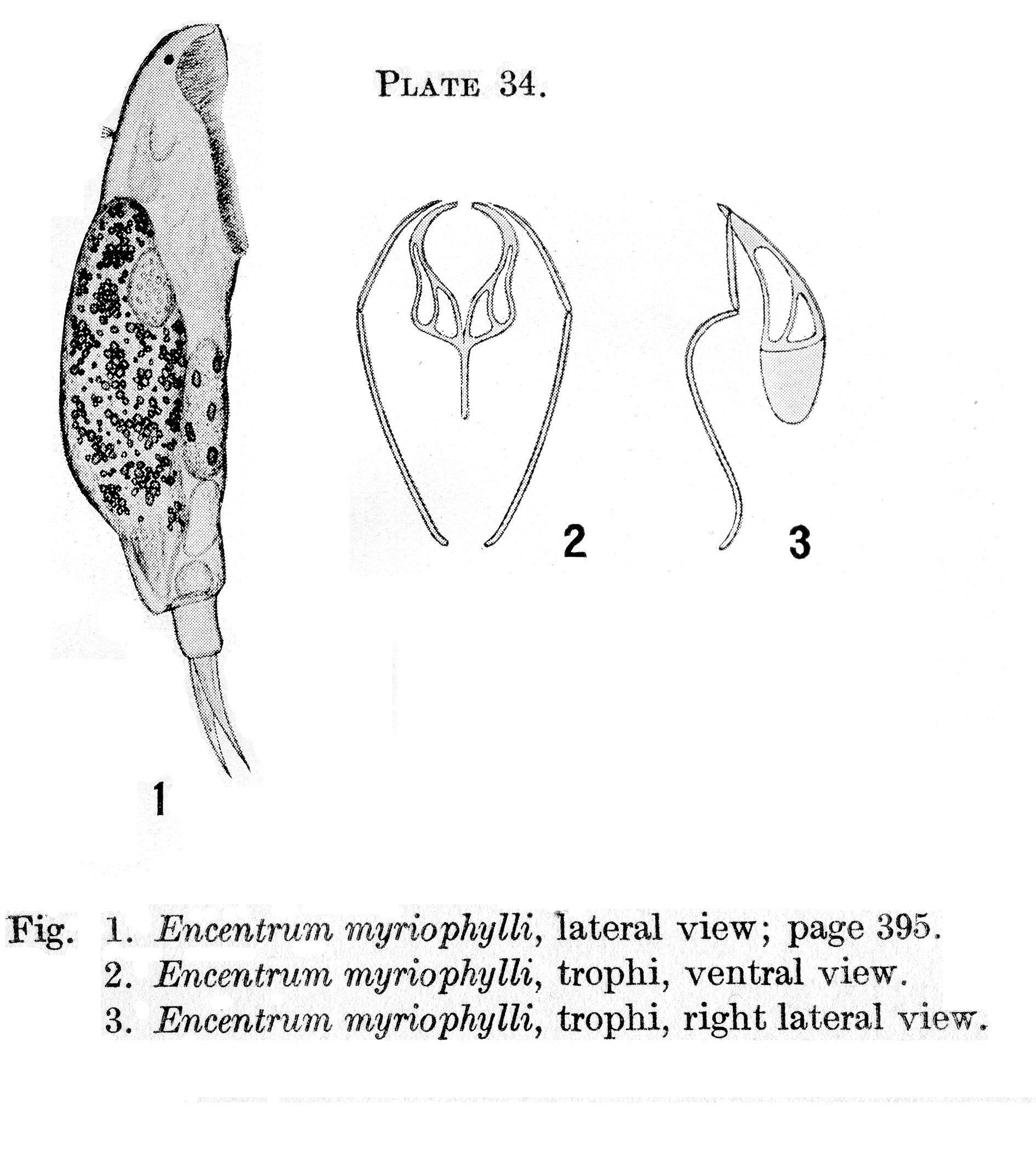 Слика од Dicranophorus myriophylli (Harring 1913)