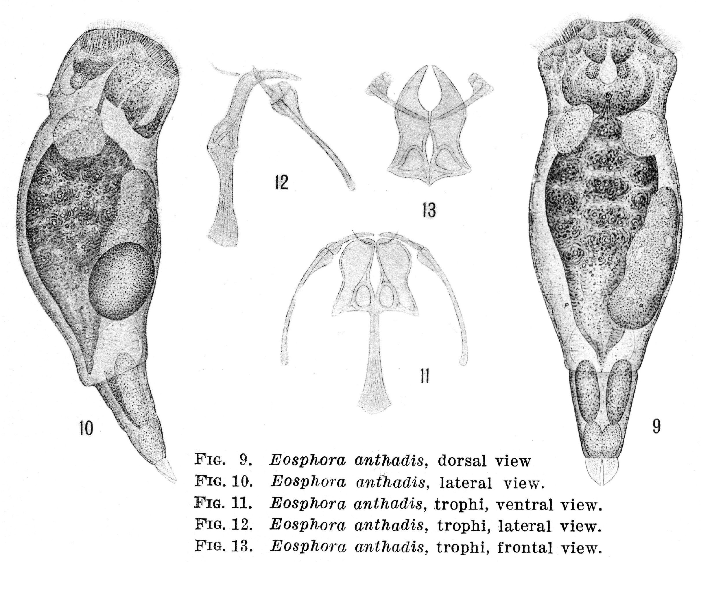 Image of Eosphora anthadis Harring & Myers 1922