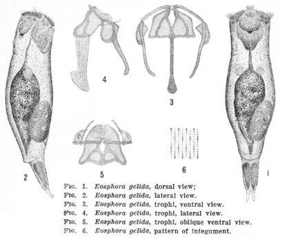Image of Resticula gelida (Harring & Myers 1922)