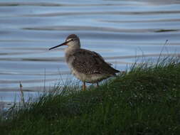 Image of Spotted Redshank