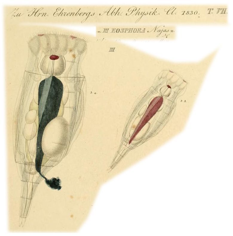 Image of <i>Eosphora najas</i>