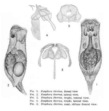 Image of Eosphora therina Harring & Myers 1922