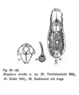 Image of Itura viridis (Stenroos 1898)