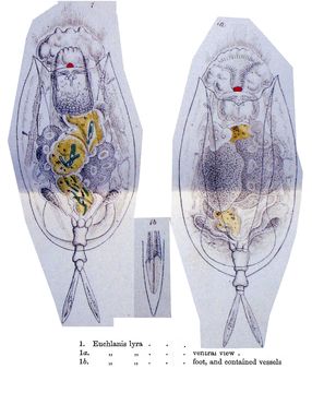 Image de <i>Euchlanis lyra</i>