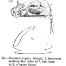 Image of <i>Euchlanis oropha</i>