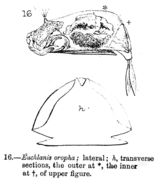 Image of <i>Euchlanis oropha</i>