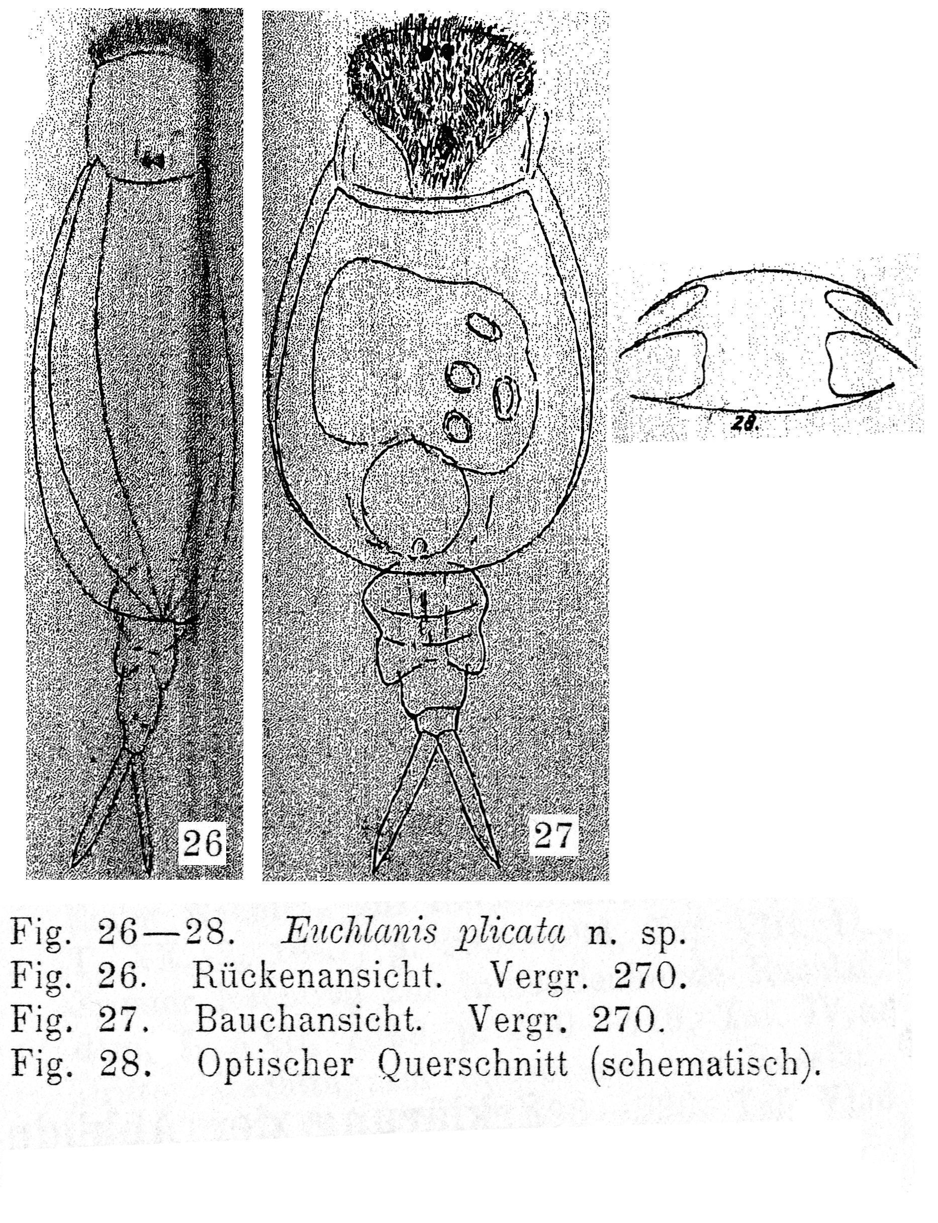 Imagem de Tripleuchlanis plicata (Levander 1894)