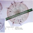 Image of <i>Collotheca algicola</i>