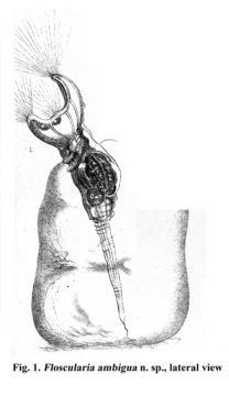 Image of Collotheca ambigua (Hudson 1883)