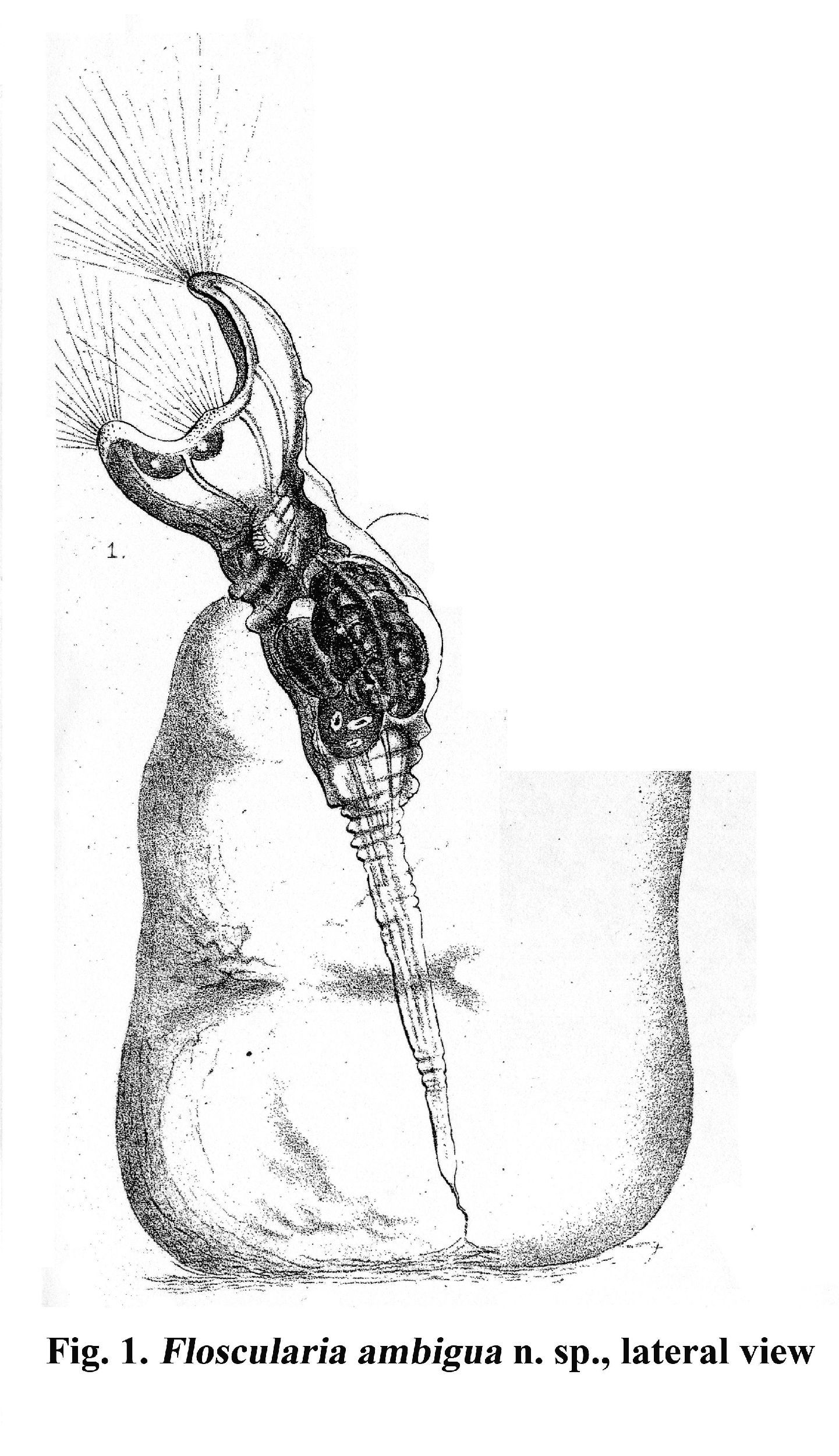 Слика од Collotheca ambigua (Hudson 1883)