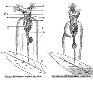 Слика од <i>Collotheca annulata</i>