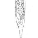 Image of Collotheca atrochoides (Wierzejski 1893)