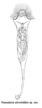 Image de Collotheca atrochoides (Wierzejski 1893)