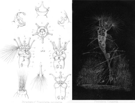 Image of <i>Collotheca coronetta</i>