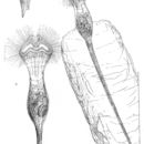 Image of Collotheca cucullata (Hood 1894)