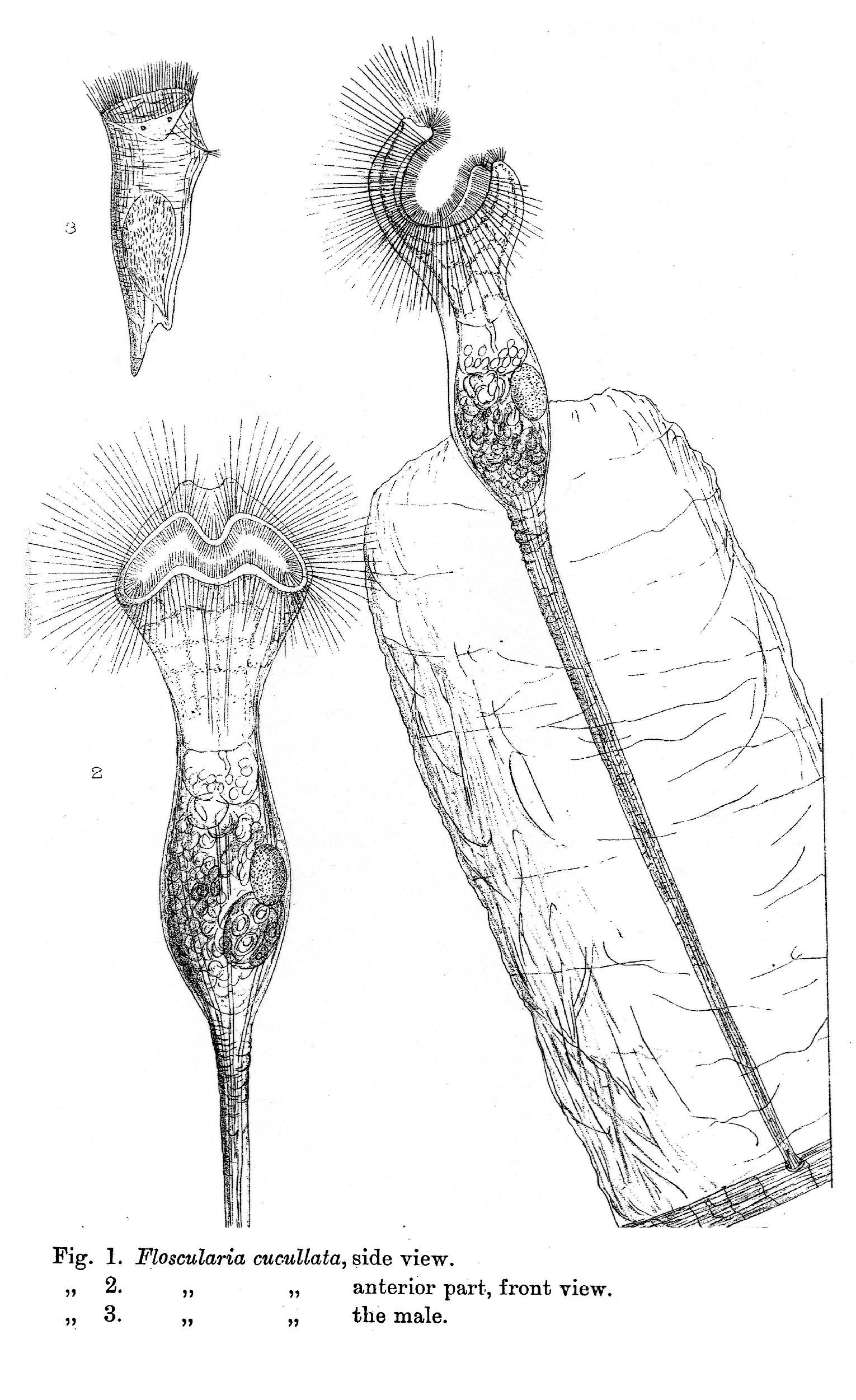 Imagem de Collotheca cucullata (Hood 1894)