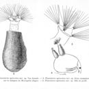 Слика од Collotheca epizootica (Monard 1922)