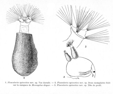 Image of Collotheca epizootica (Monard 1922)