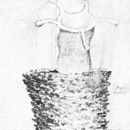 Image of Collotheca evansonii (Anderson 1892)