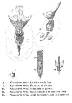 Image of Collotheca ferox (Penard 1914)