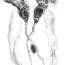 Image of Collotheca hoodii (Hudson 1883)