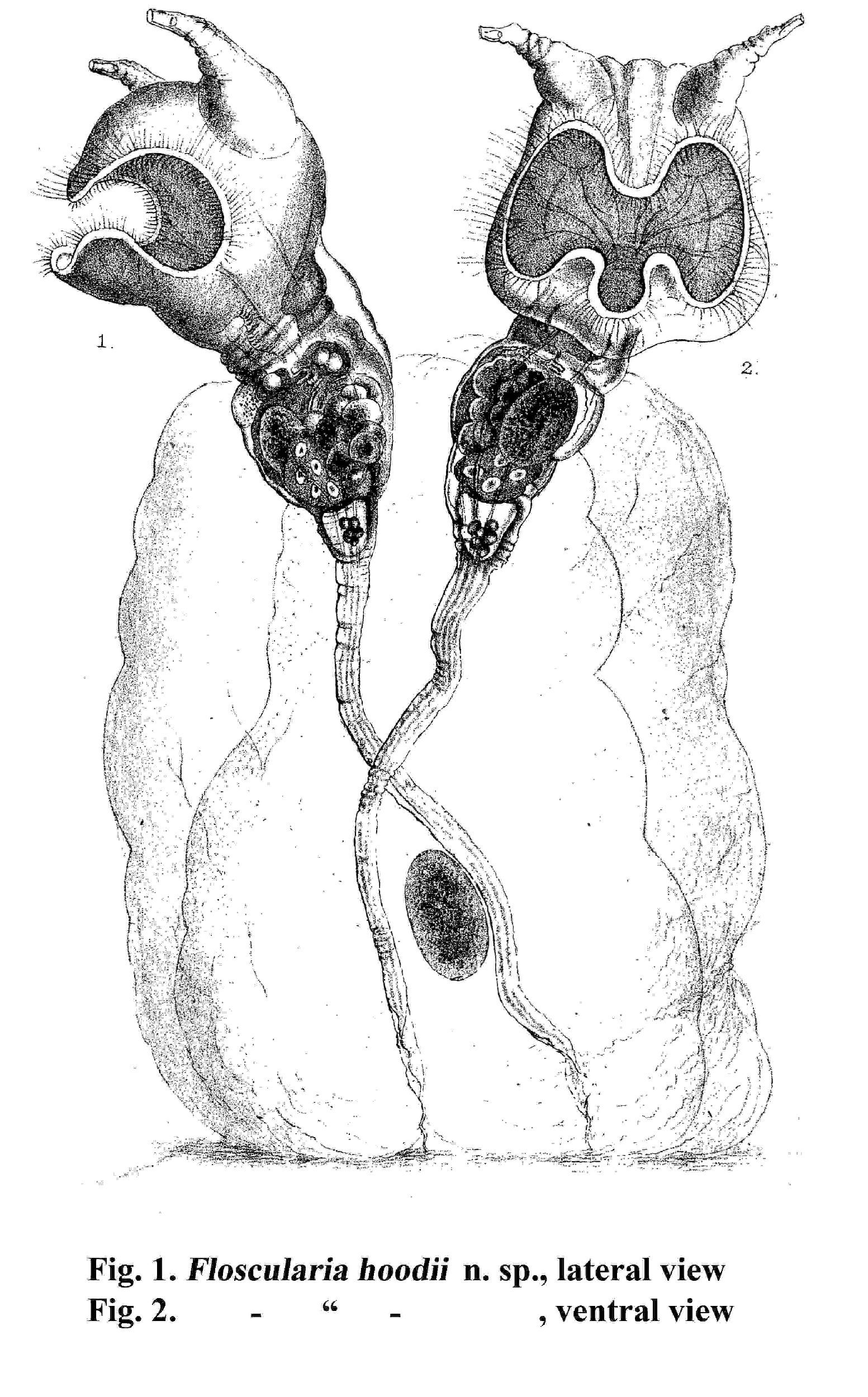 Image of Collotheca hoodii (Hudson 1883)