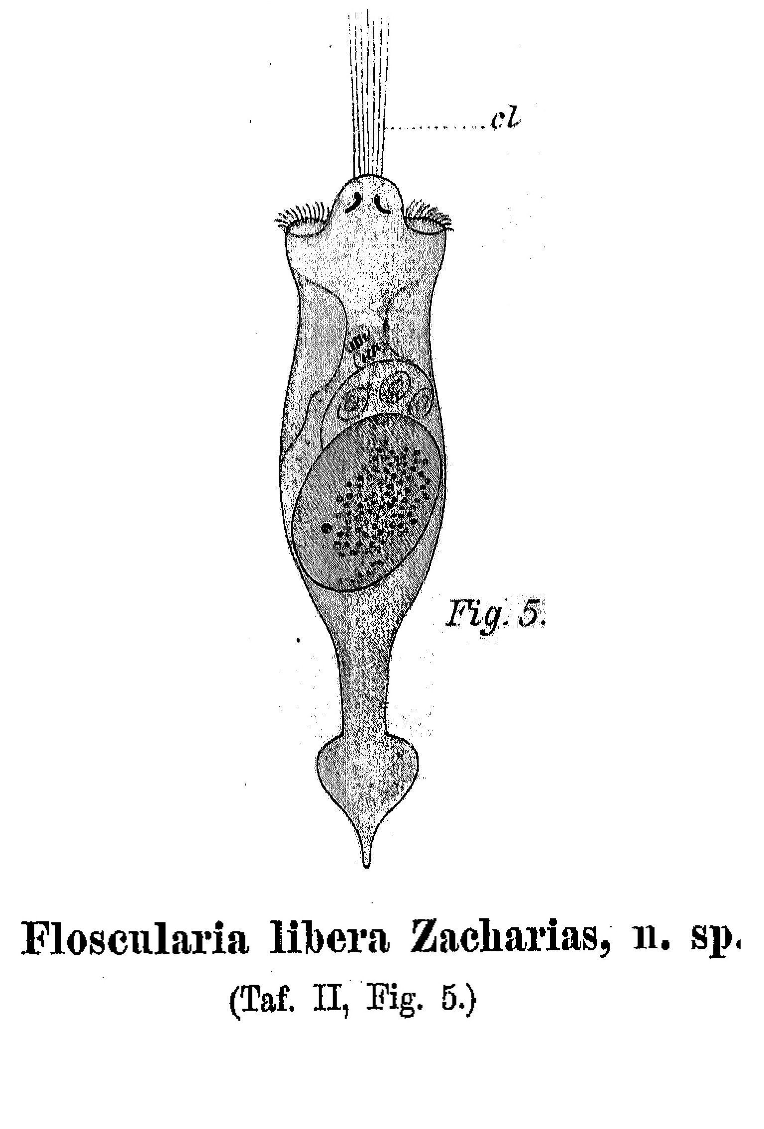 Image of Collotheca libera (Zacharias 1894)