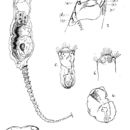 Image of Collotheca moselii (Milne 1905)