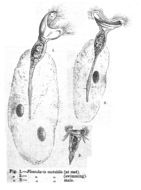 Image of Collotheca mutabilis (Hudson 1885)