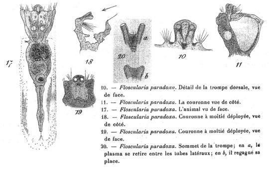 Imagem de Collotheca paradoxa (Pennard 1914)