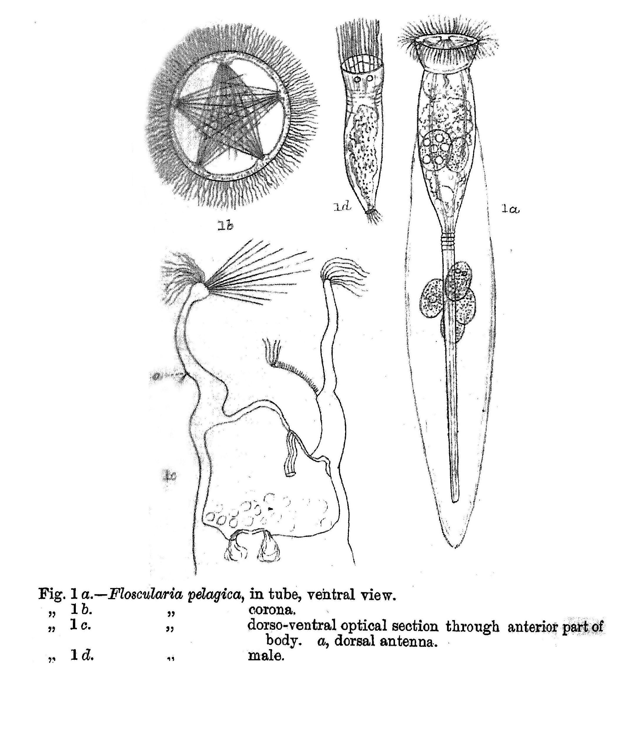 Imagem de <i>Collotheca pelagica</i>