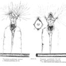 Слика од Collotheca quadrilobata (Hood 1892)