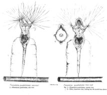 Image of Collotheca quadrilobata (Hood 1892)