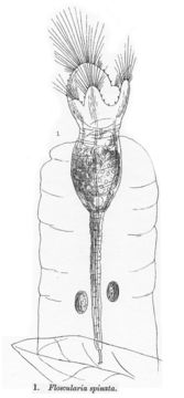 Image of Collotheca spinata (Hood 1893)