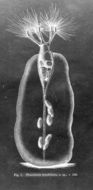 Image of <i>Collotheca tenuilobata</i>