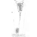 Image of Collotheca torquilobata (Thorpe 1891)