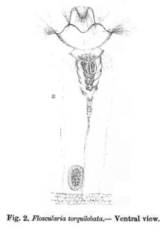 Imagem de Collotheca torquilobata (Thorpe 1891)