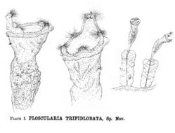 Imagem de Collotheca trifidlobata (Pittock 1895)