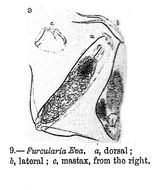 Image of Cephalodella eva (Gosse 1887)