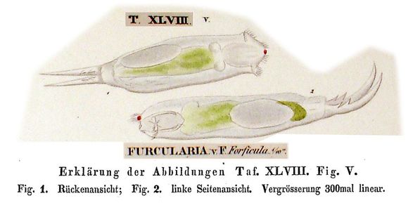 Image of Cephalodella forficula (Ehrenberg 1830)