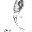 Image of Cephalodella macrodactyla (Stenroos 1898)