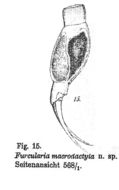 Cephalodella macrodactyla (Stenroos 1898) resmi