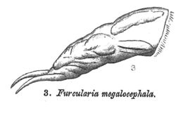 Image of <i>Cephalodella megalocephala</i>