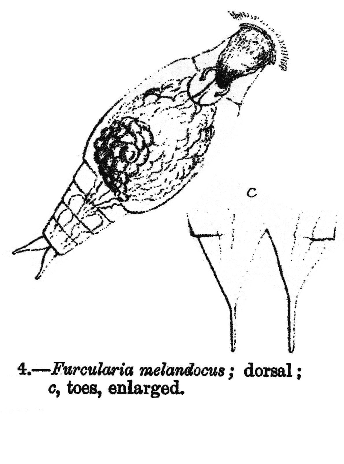 Image of Resticula melandocus (Gosse 1887)
