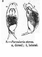 Слика од <i>Cephalodella sterea</i>