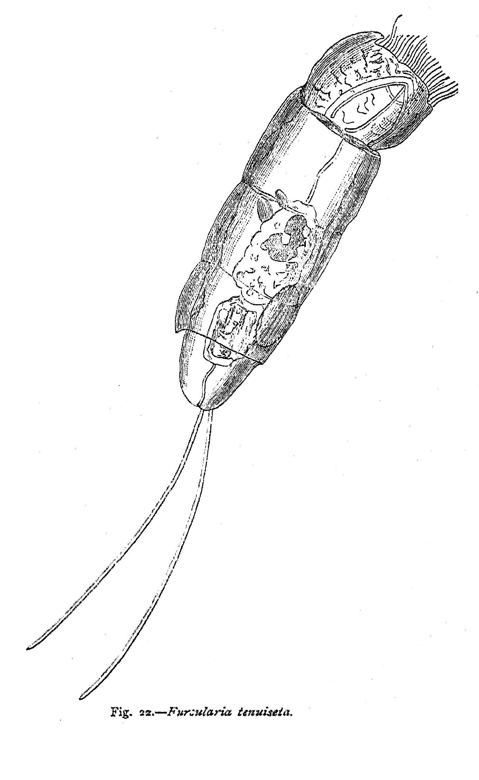 Image of Cephalodella tenuiseta (Burn 1890)