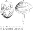 Image of Ploesoma truncatum (Levander 1894)