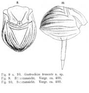 Image of Ploesoma truncatum (Levander 1894)