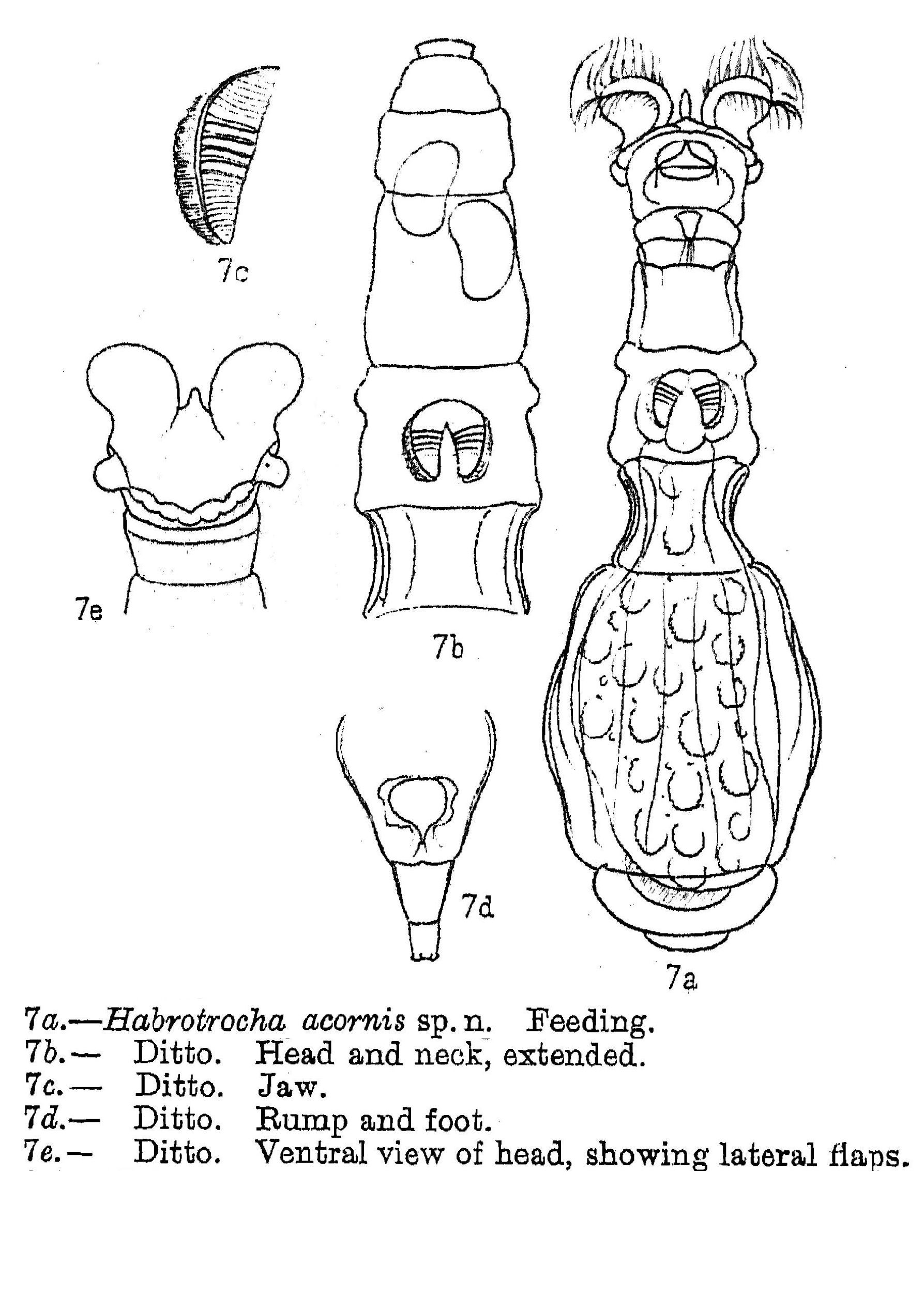 Image of Habrotrocha acornis Murray 1911