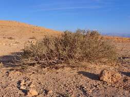 Image of Tetraena dumosa (Boiss.) Beier & Thulin